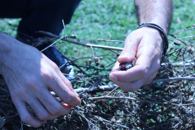 Saka kuşu avlayan kişiye 26 bin lira ceza
